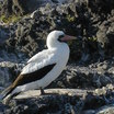 Nazca Booby